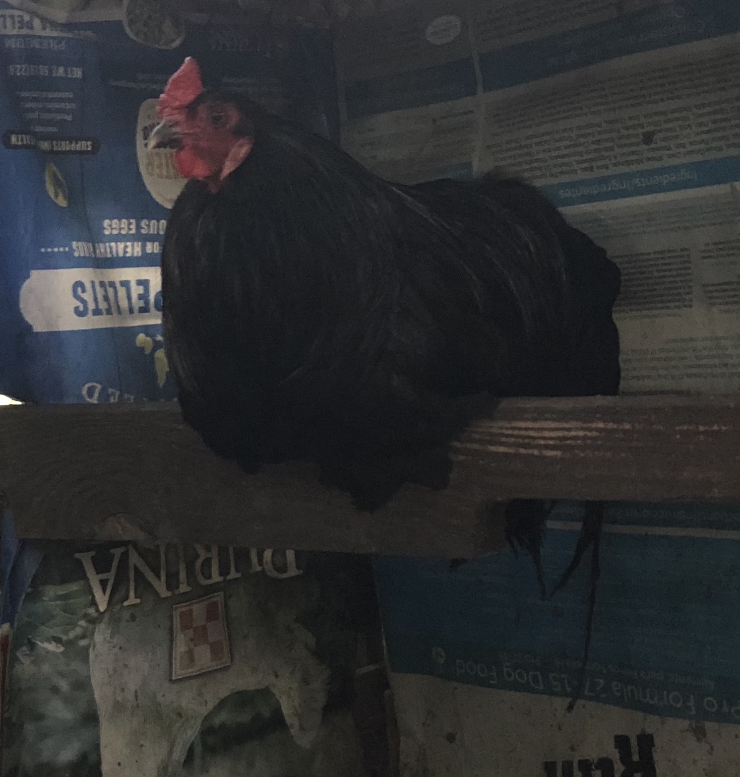 Black Sumatra