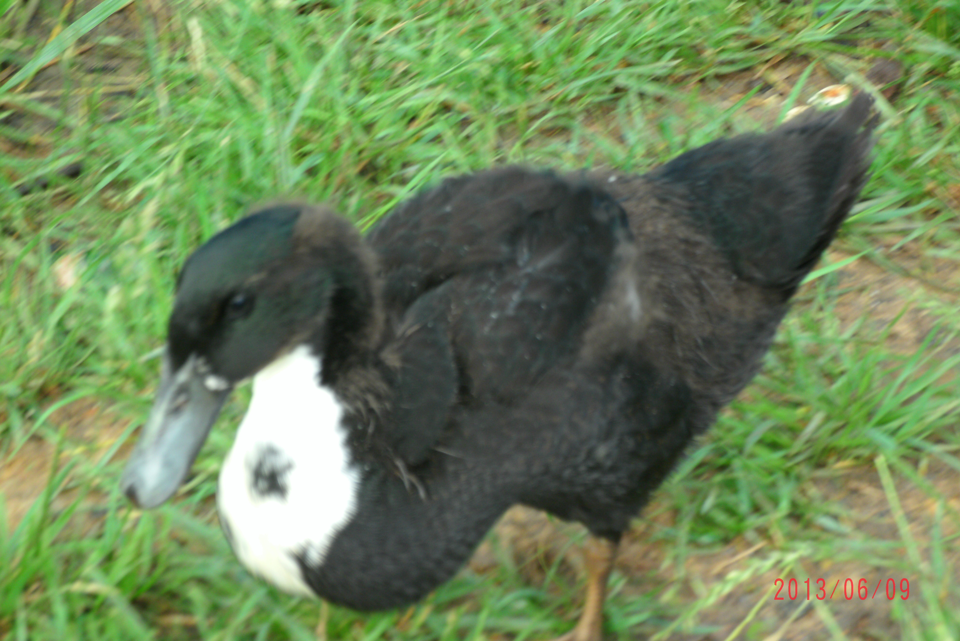 Black Swedish Duck (6weeks old)