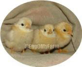 Black Tail Buff Japanese