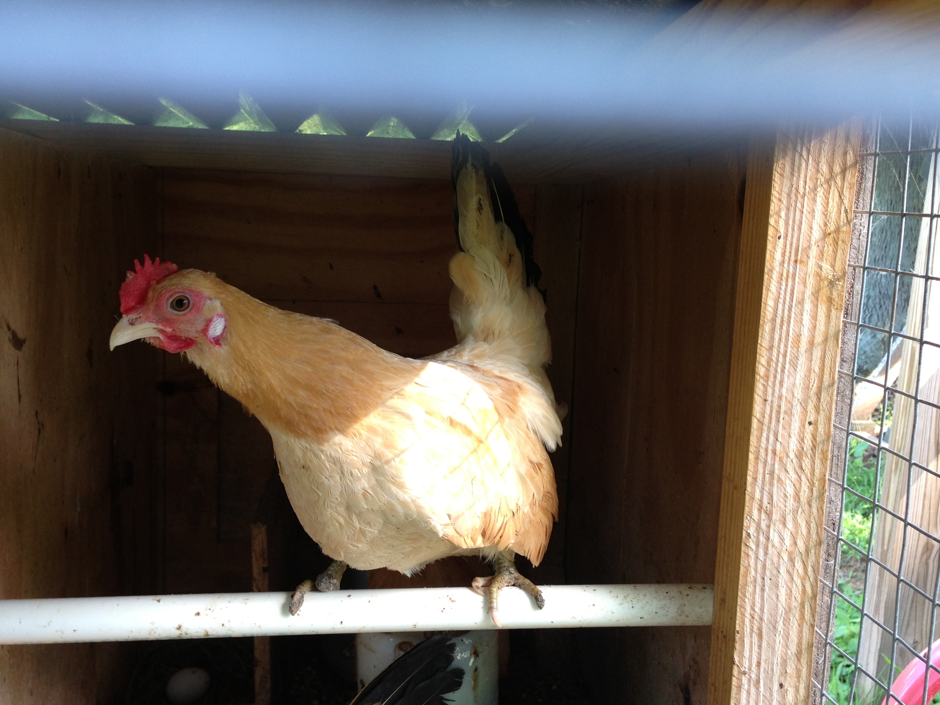 Black tailed buff jap hen