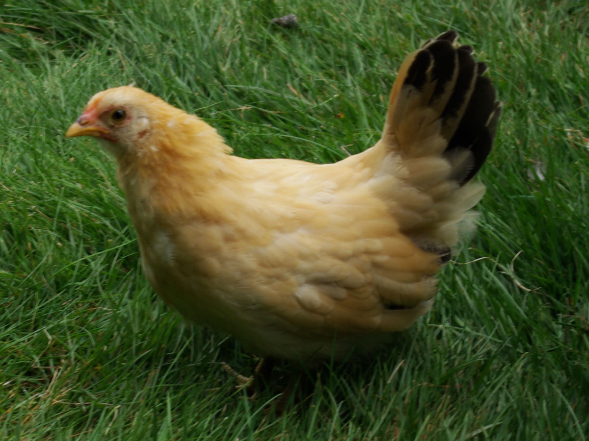 Black Tailed Buff Japanese Bantam, about eight weeks in this picture.
