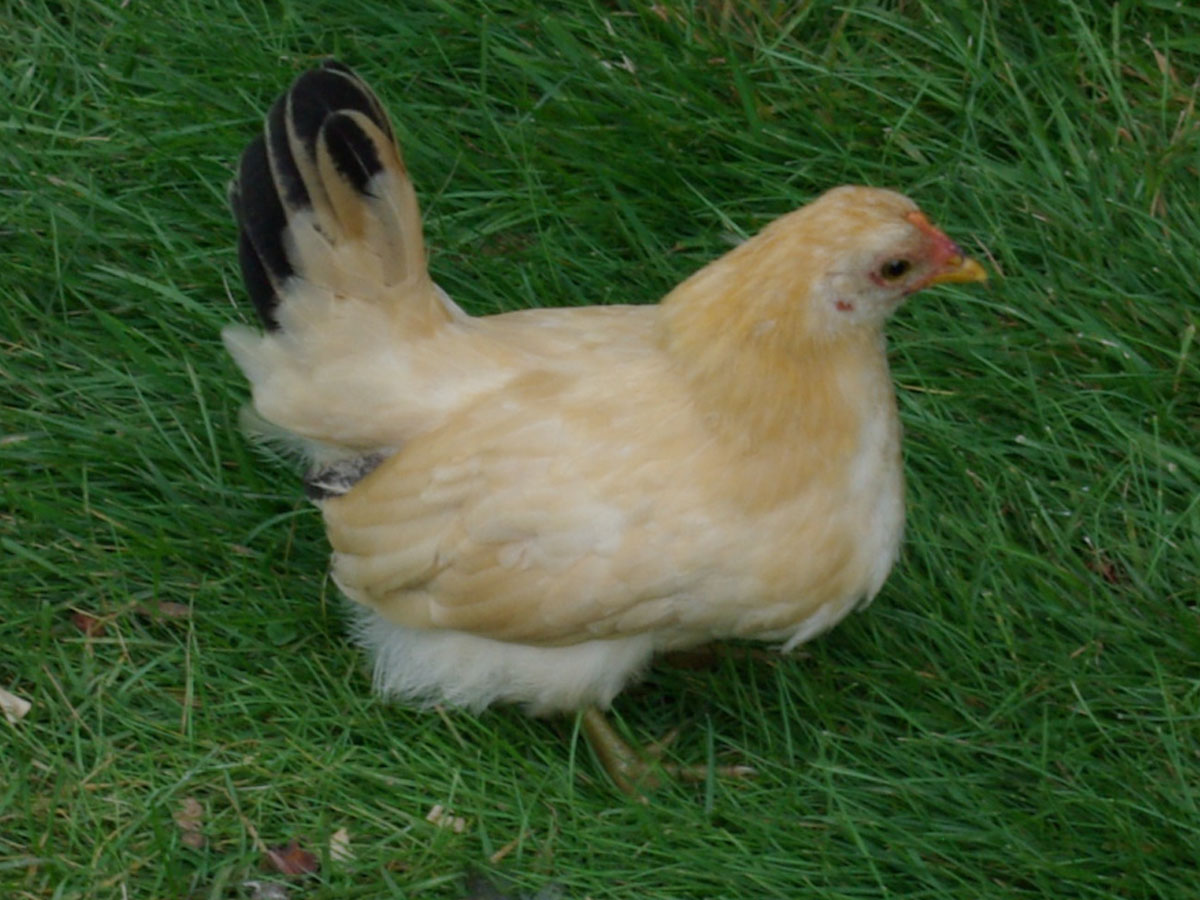 Black Tailed Buff Japanese Bantam, about eight weeks in this picture.