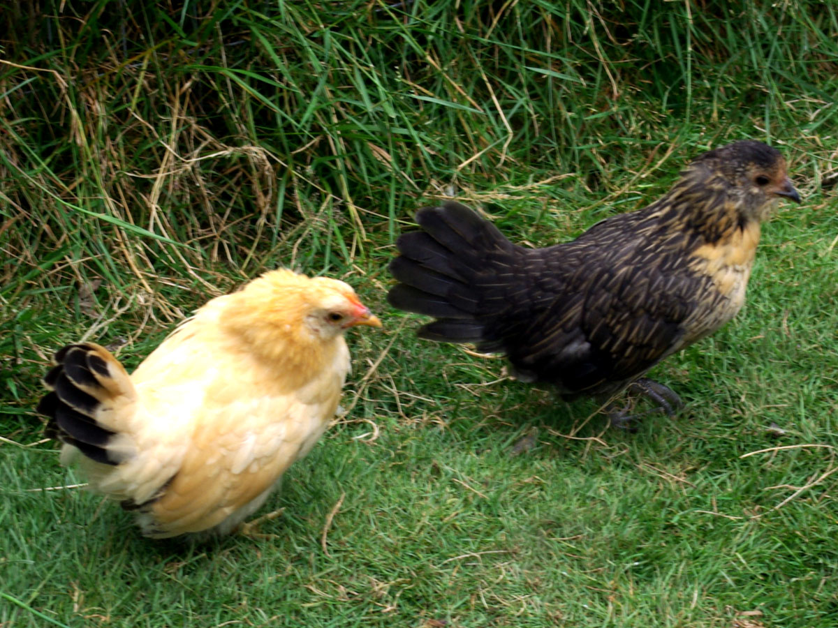 Black Tailed Buff Japanese Bantam and Quail Belgium Bearded D'anver Bantam, about eight weeks in this picture. Although raised by a broody mama, these two are super sweet and love to be cuddled.