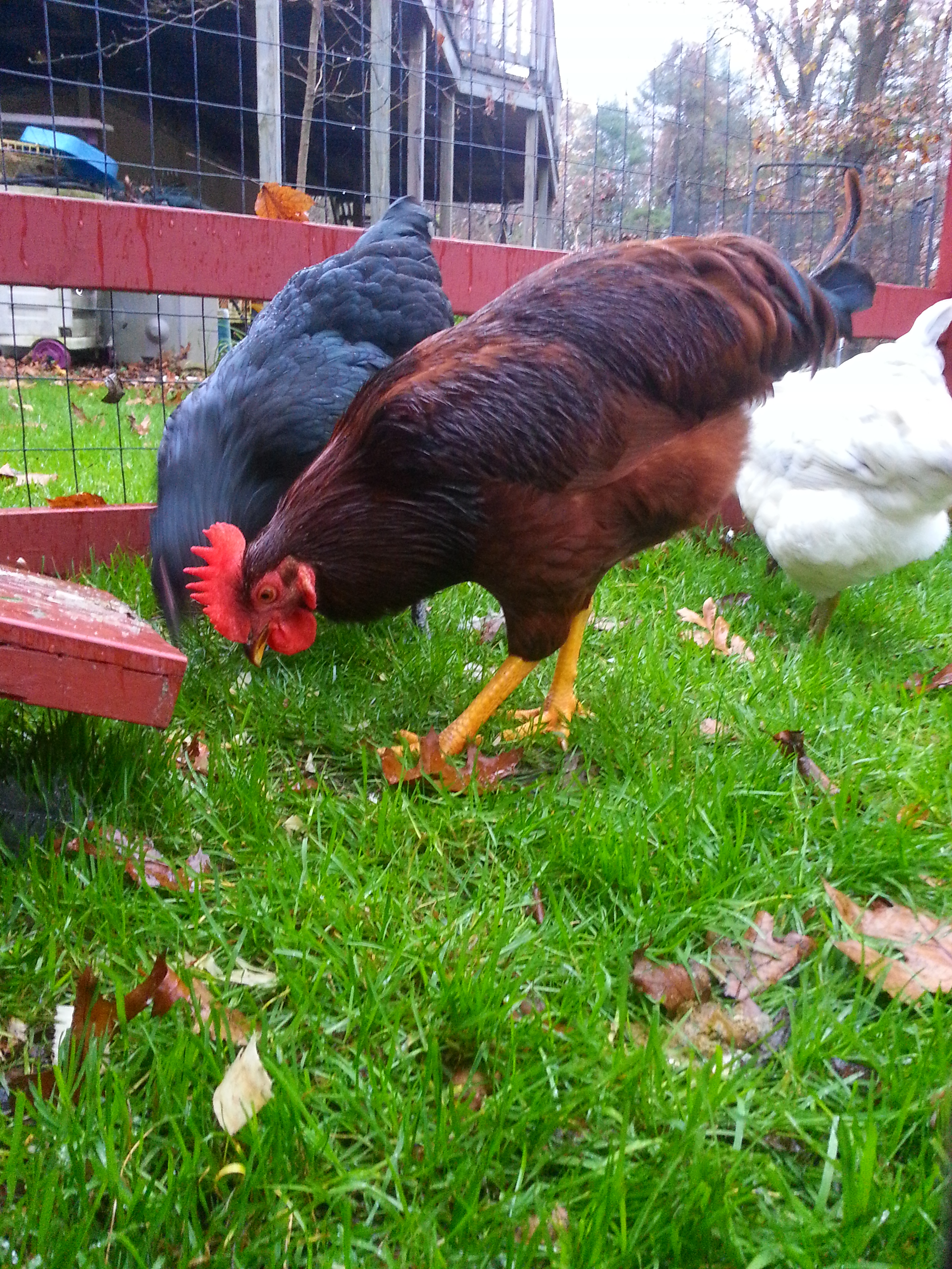 Black & White Orpingtons & Rhode Island Red