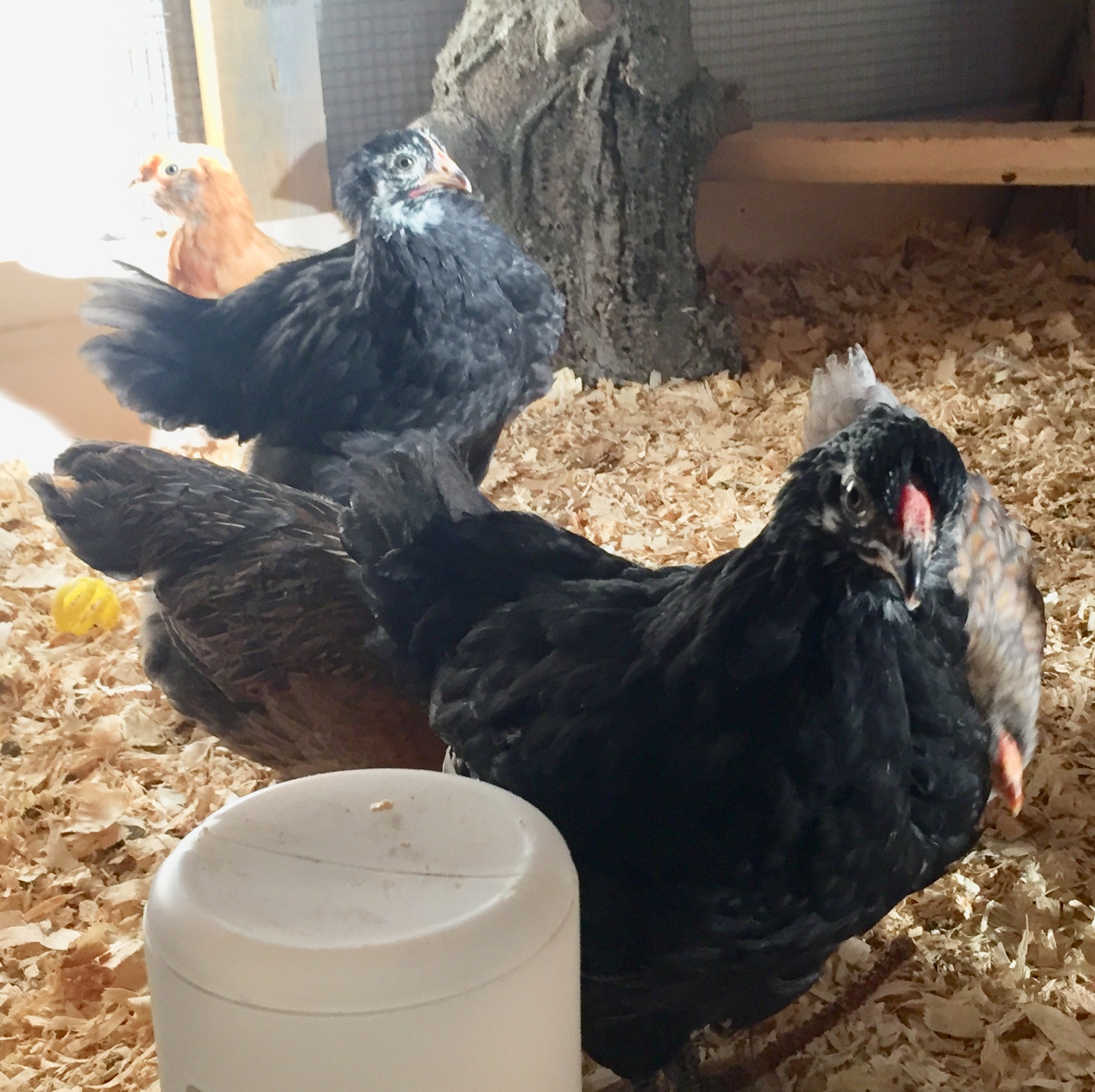 Black Wyandottes, 6 weeks