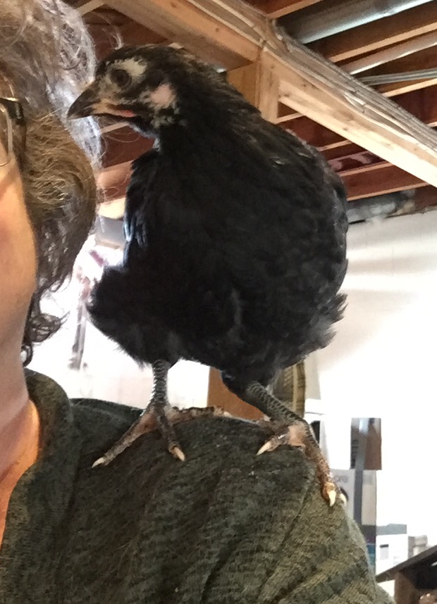 Black Wyandottes, 6 weeks