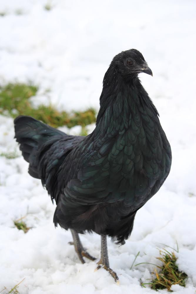 black_sumatra_pullet_andromeda1.jpeg
