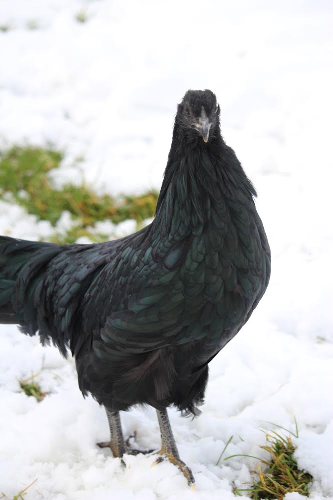 black_sumatra_pullet_andromeda2.jpeg