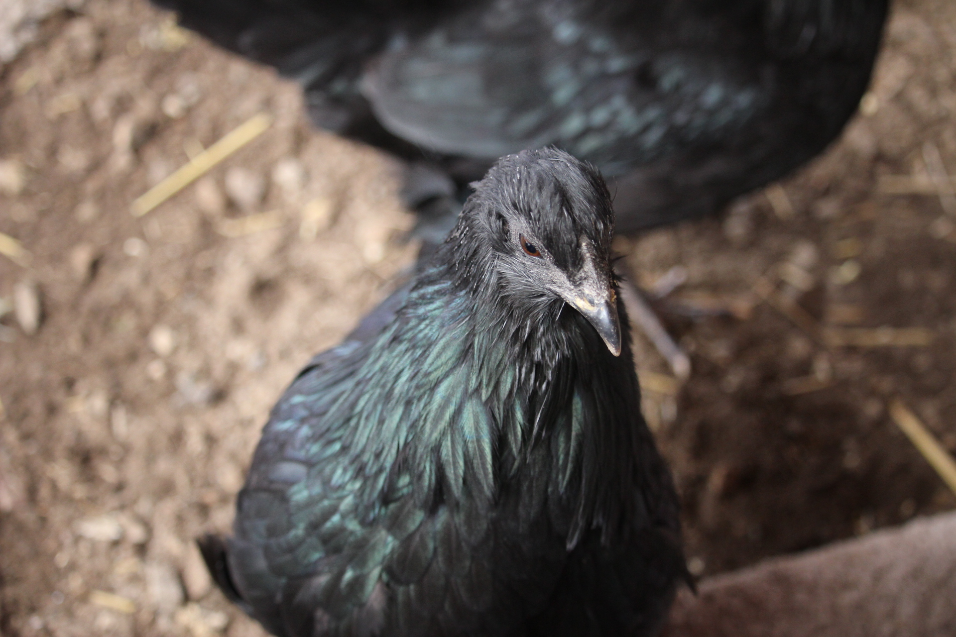black_sumatra_pullet_andromeda4.JPG