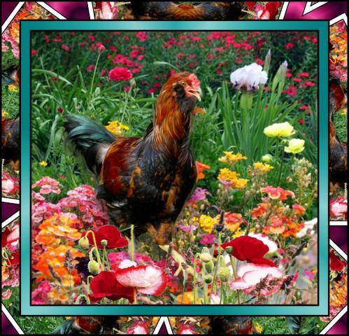 BlackBeard EE rooster 2011