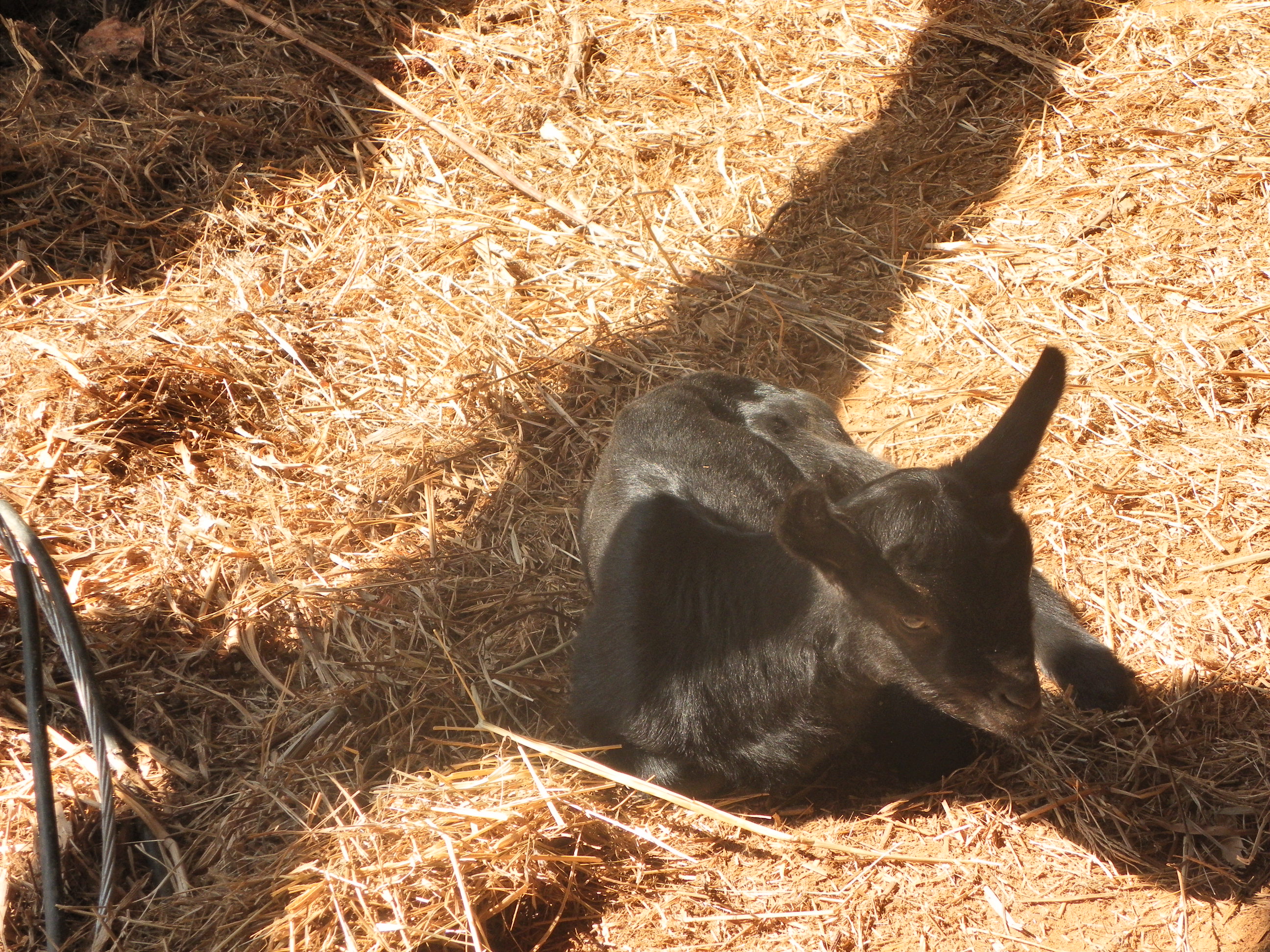 Blackberry enjoying the sun.