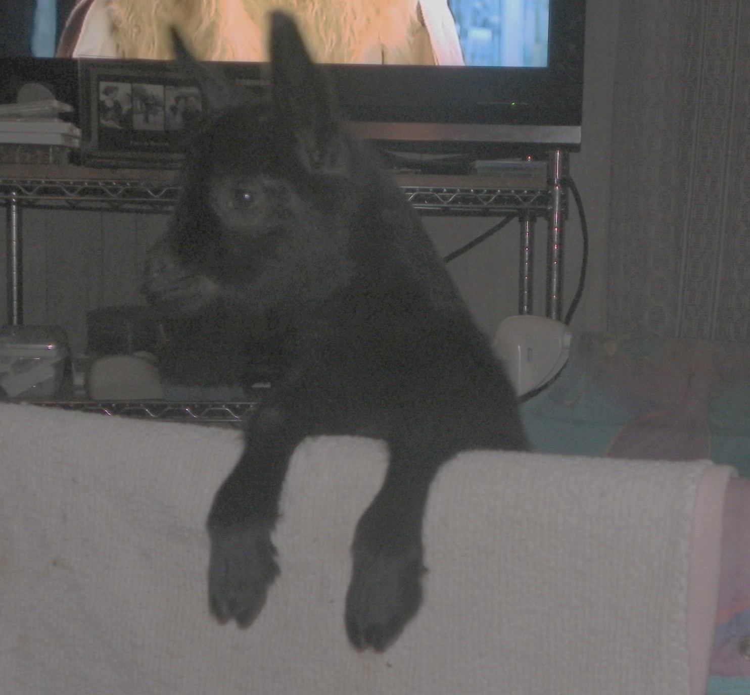 Blackberry in the playpen.