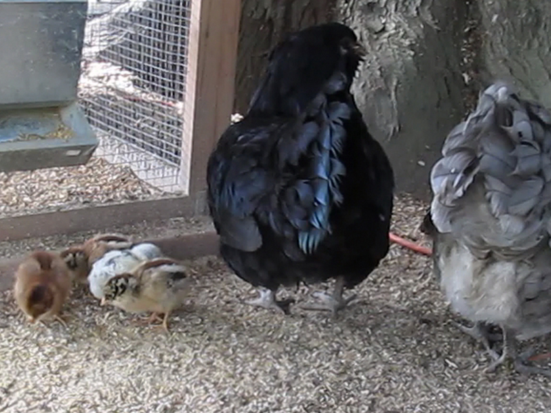 Blackberry with EE and Spitz chick - one week.