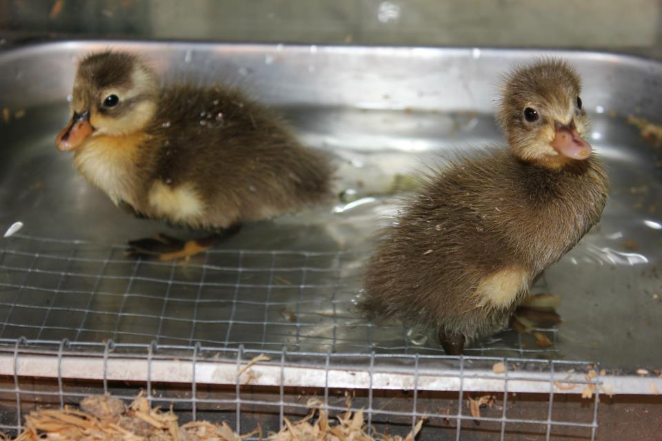 Blackfoot and Cheyenne... the first hatchlings from the incubator.