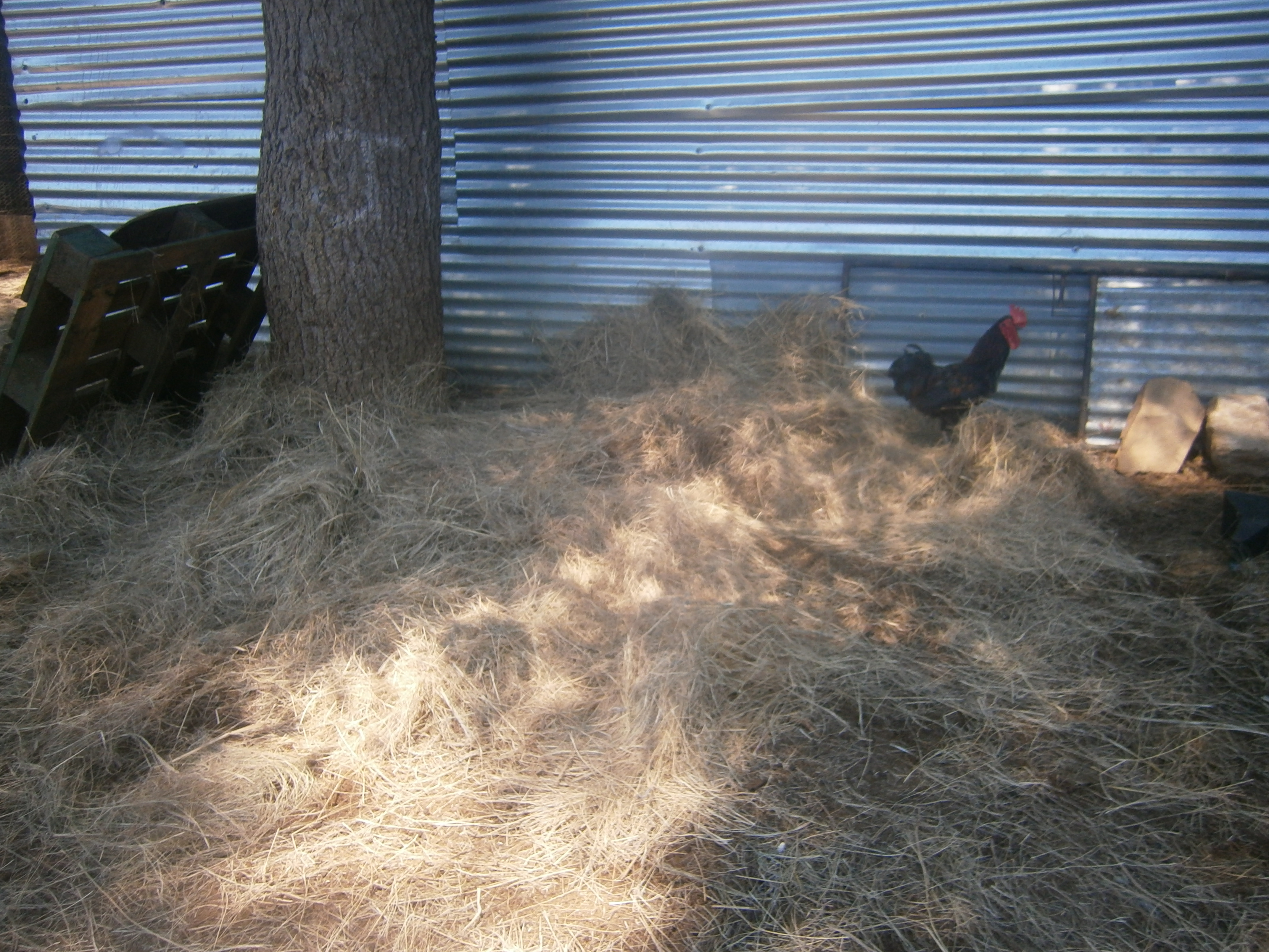 Blackie digging in the hay!