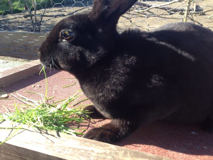 Blackjack BackYard Chickens Learn How to Raise Chickens