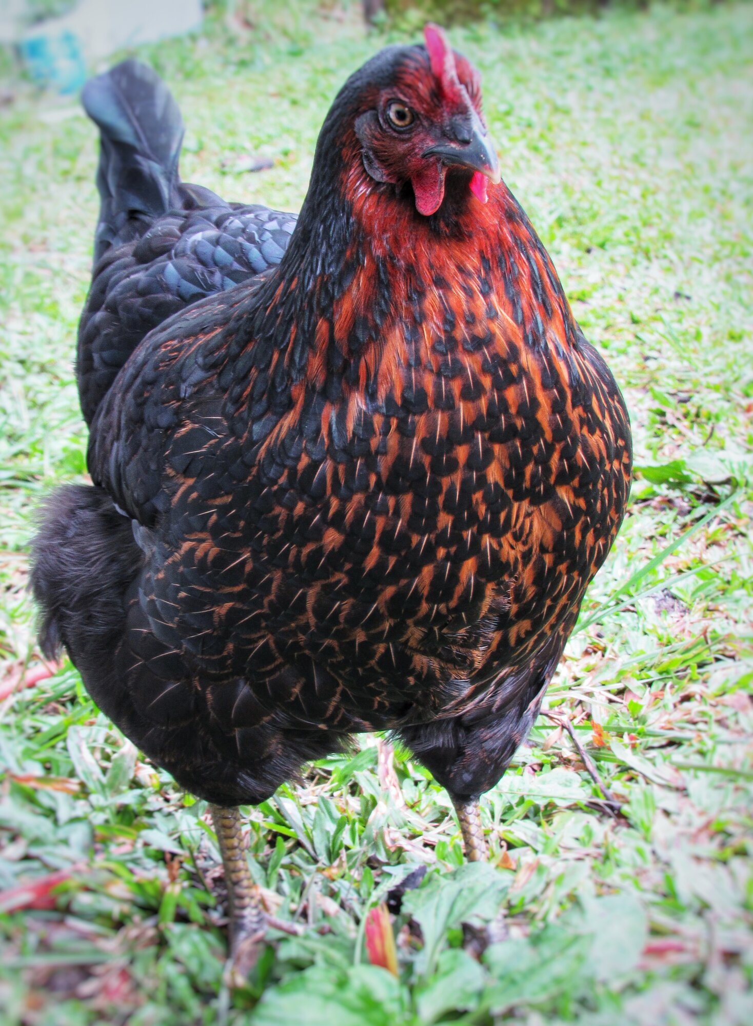 Blackstar hen "Kila-Kila"