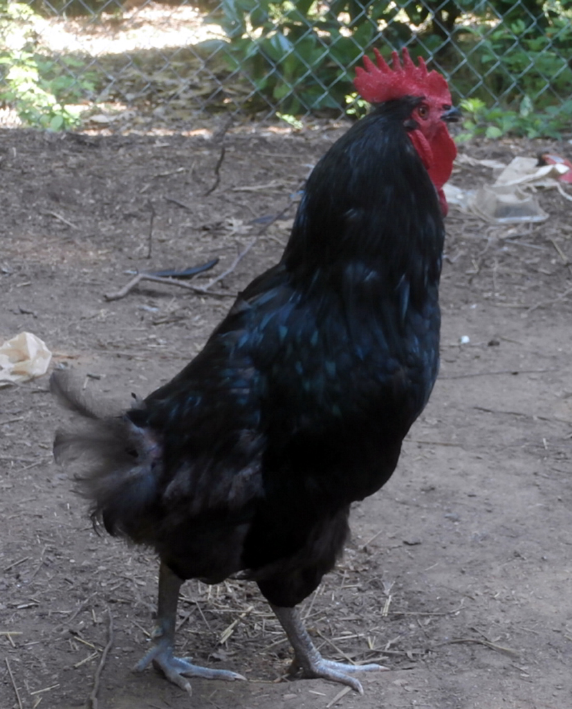 Blackstock, My Black Australorp (?) rooster. He lost his tail feathers fighting off a predator that took a couple of my hens a few days earlier. His days may be numbered if he doesn't stop challenging ME though.
