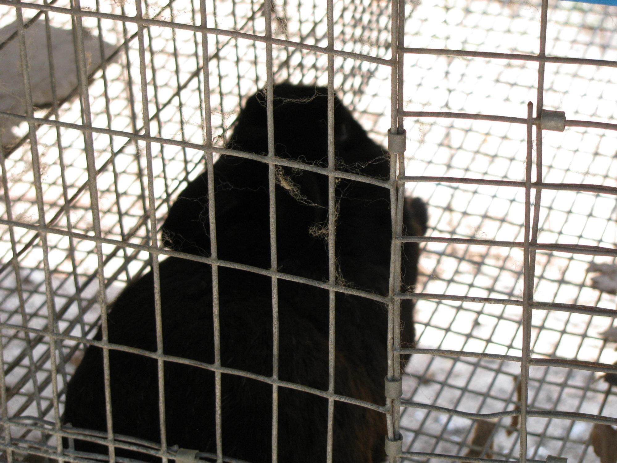 blacky!!!!! Isn't he cute!