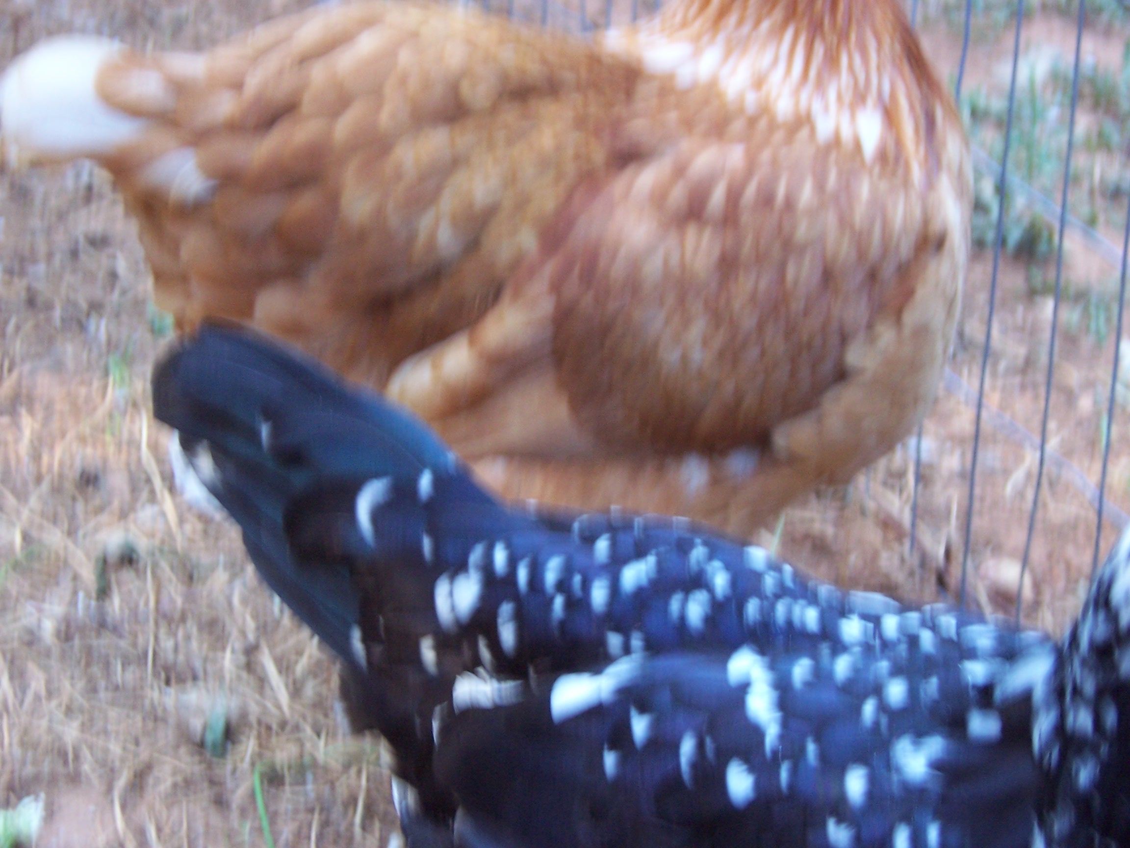 Blakes tail and Claire