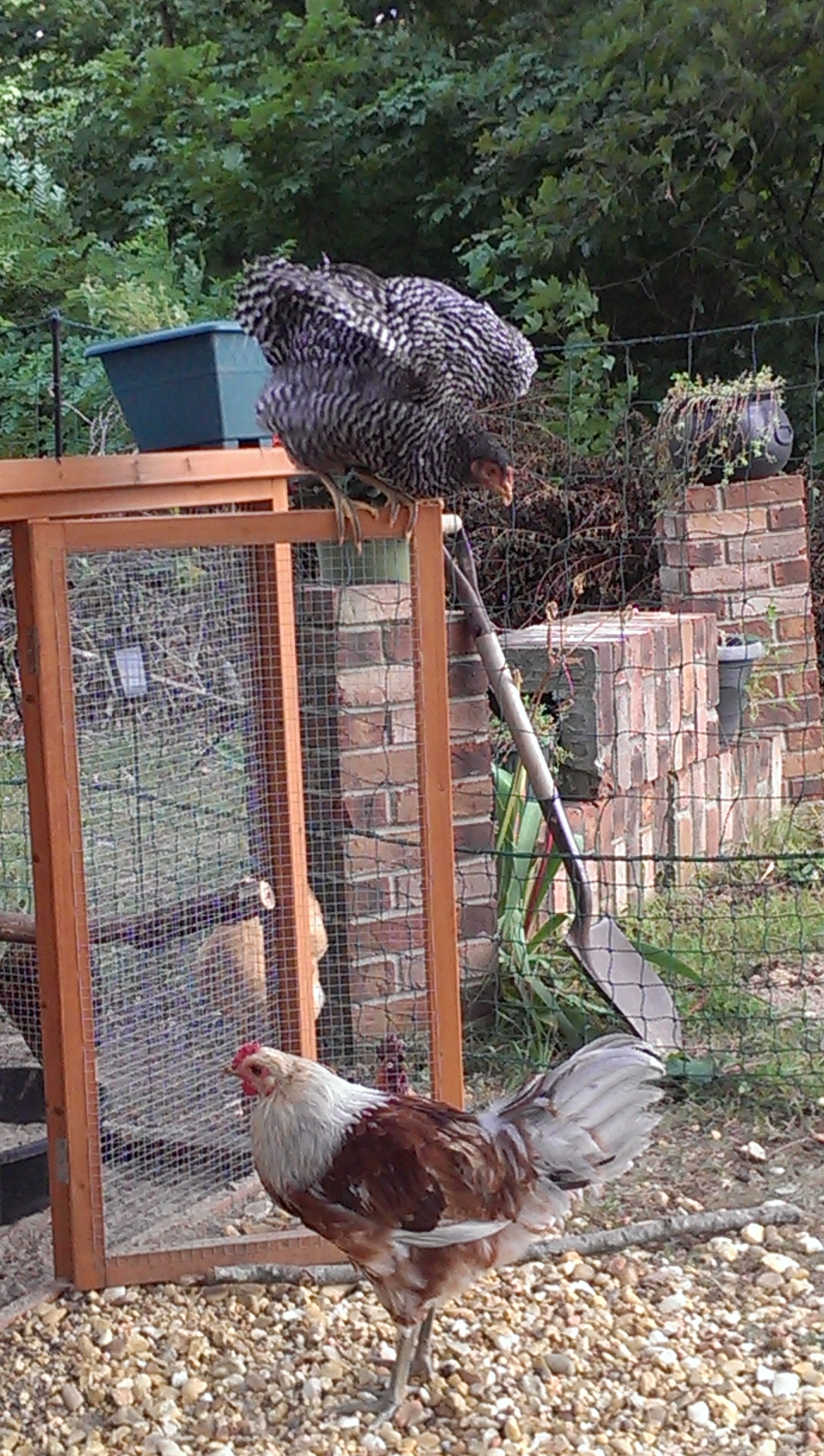 Blanca and Rose da Roo