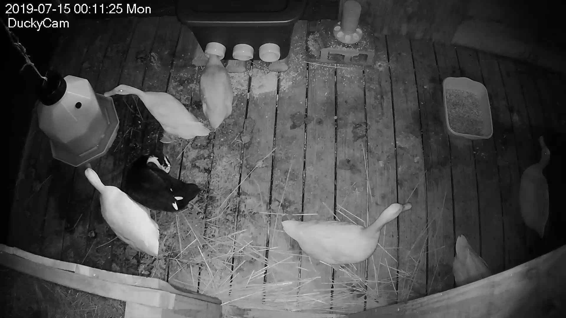 Blanca Duck sleeping with her head in the feeder