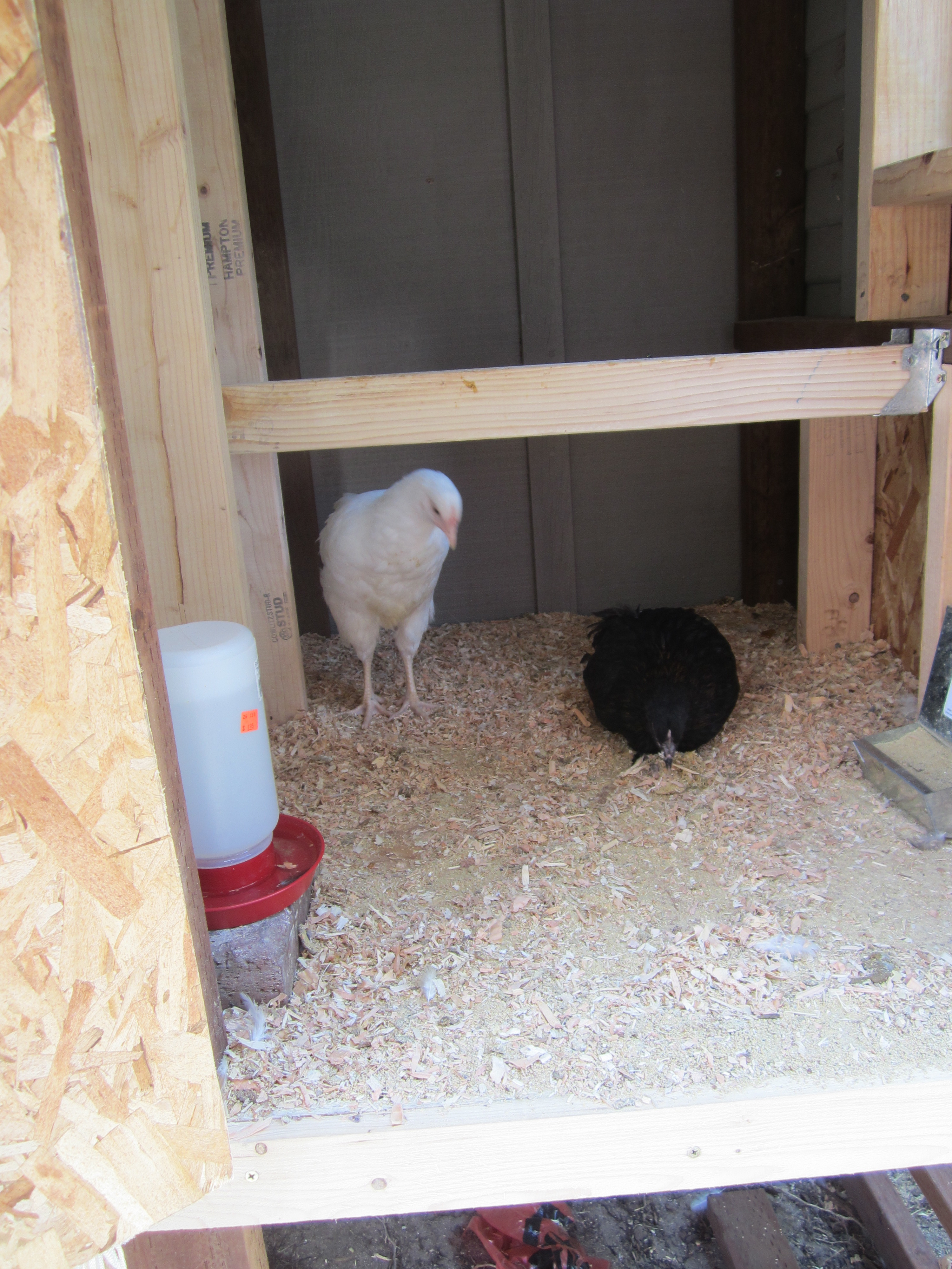 Blanca & Licorice, Licorice goes back to farm tomorrow b/c she is sick :(