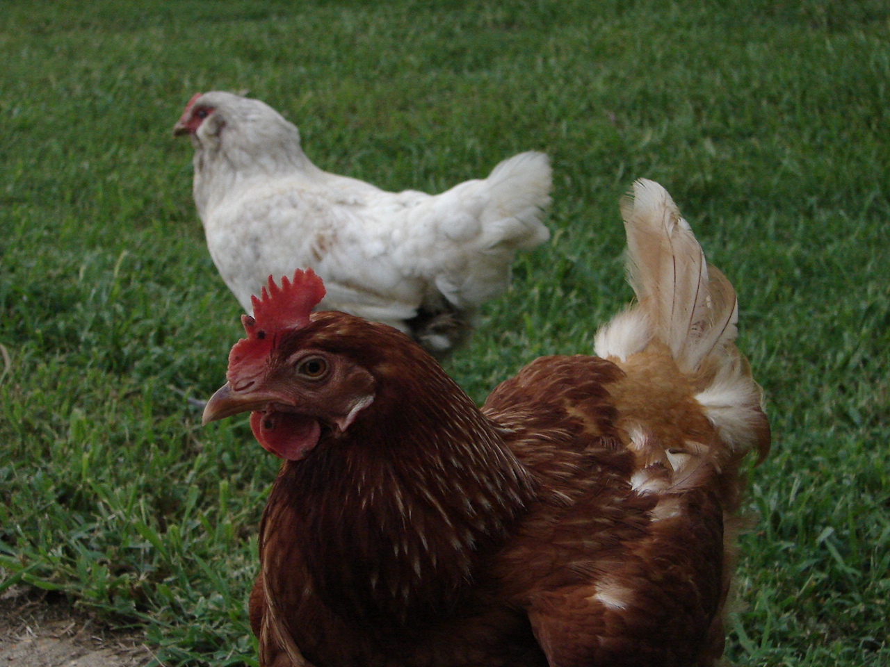 Blanche (Amaraucana) in the back and Georgia in the front.
