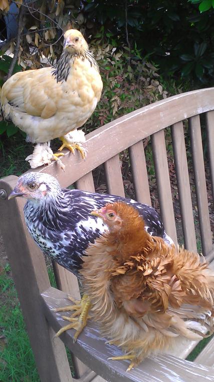Blanche (brown and fluffy feet) Matilda (black and white) Blanche (craaazy feathers!)