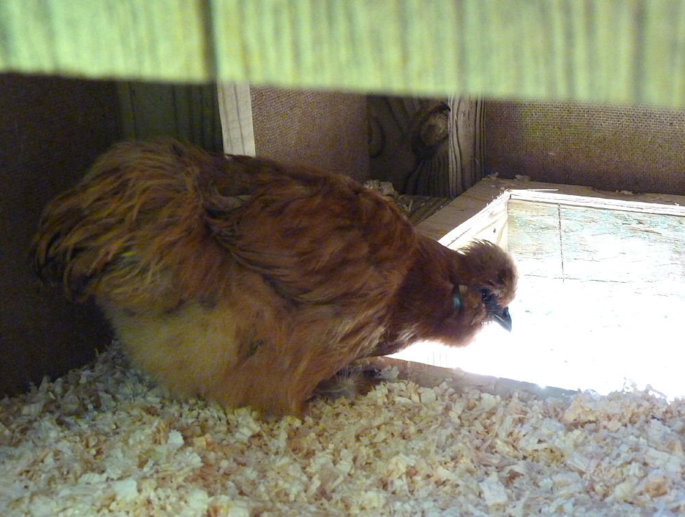 Blanche is not sure about this.  She did not want to leave the henhouse.