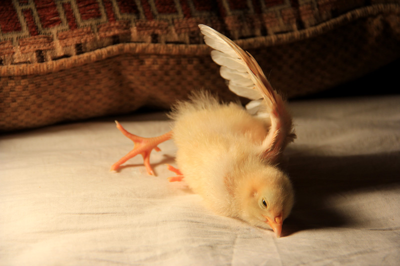 Blanche sunbathing (1 week)