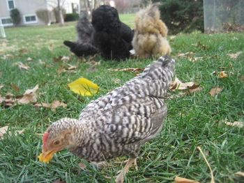 Blaze eating by himself.