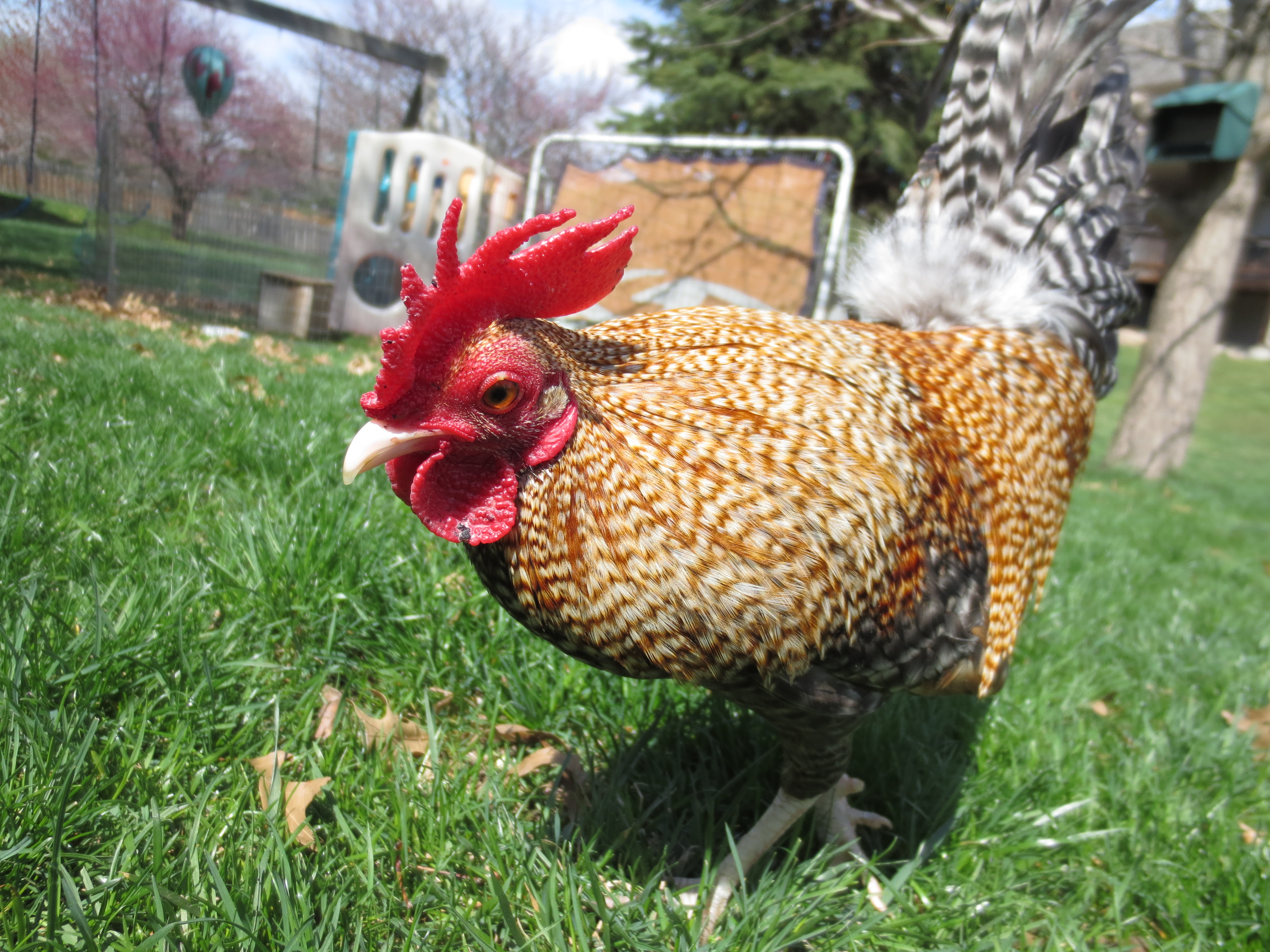 Blaze the Crele OEGB