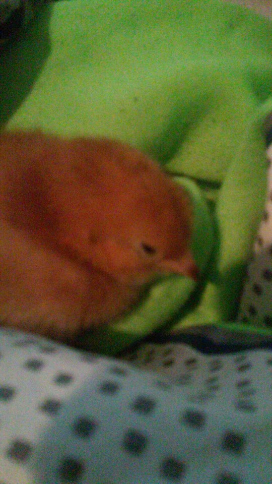 Blaze the Rhode Island Red