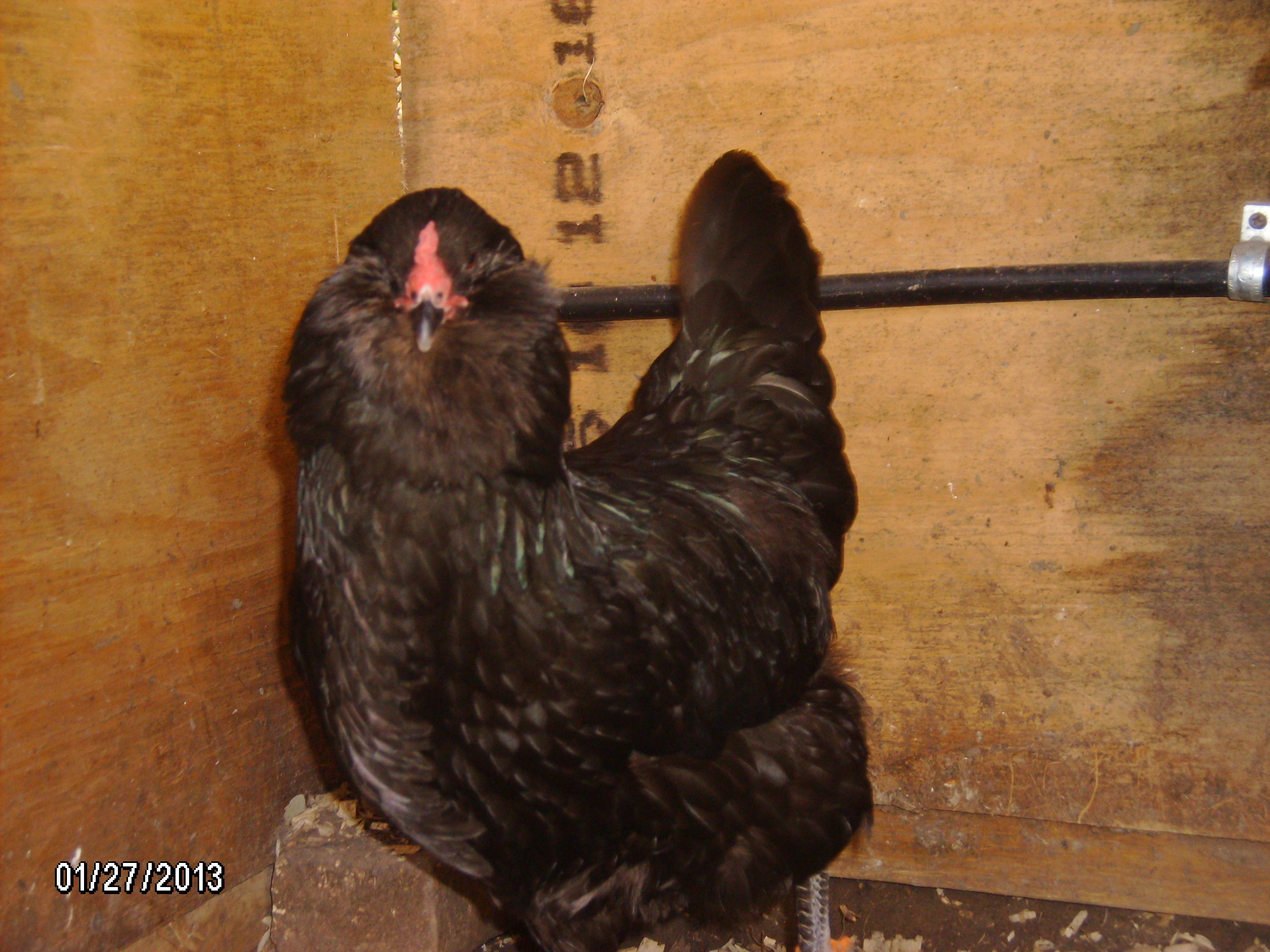 Blehm hen