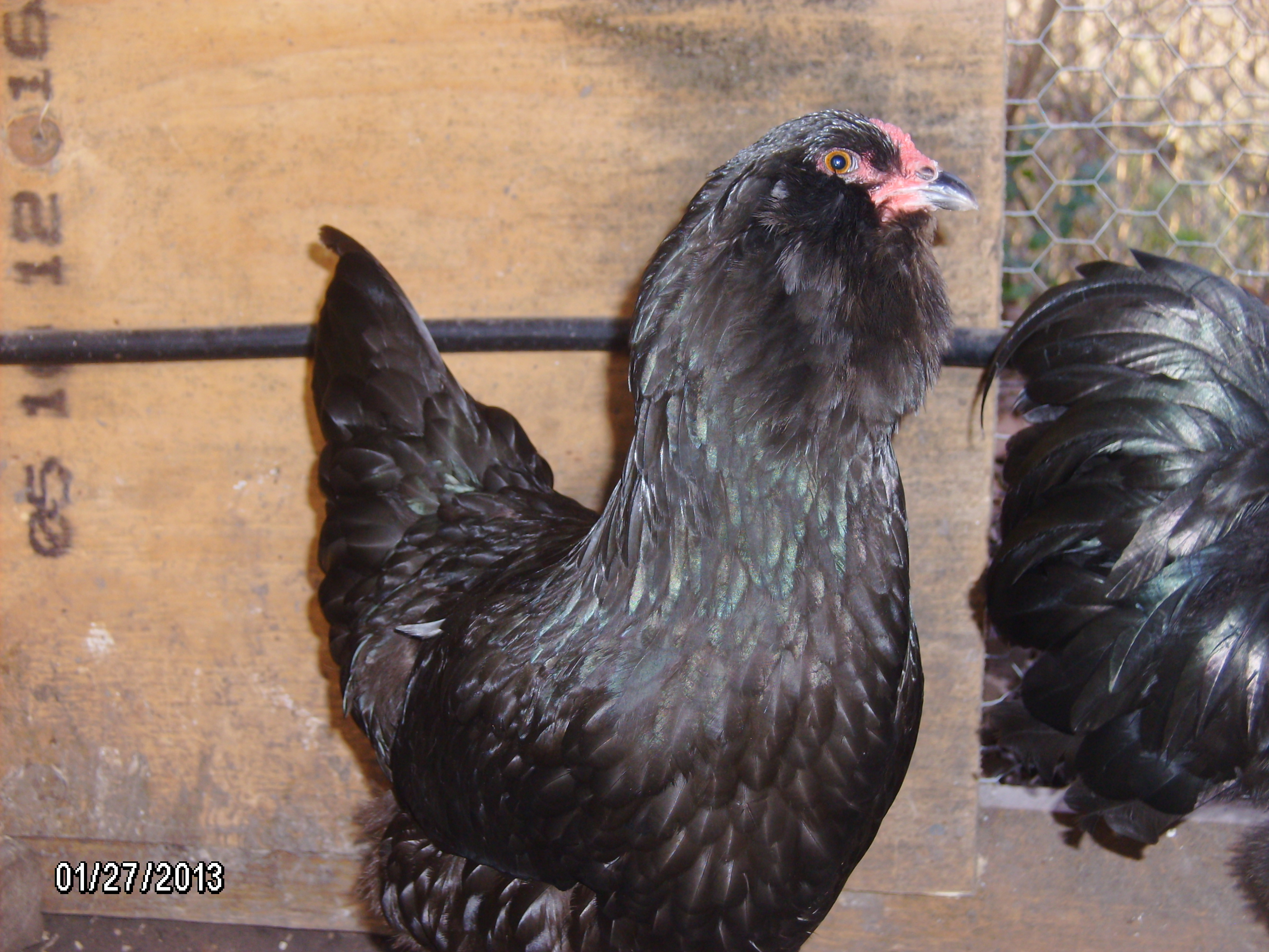 Blehm hen