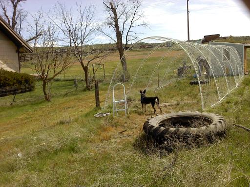 Bleu checking things out.. he probably thinks his yard should be this big.