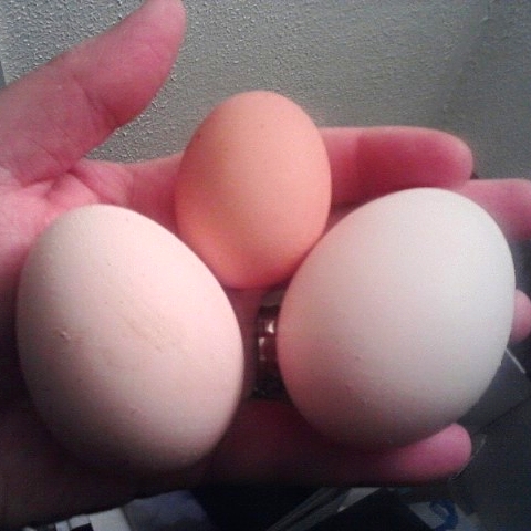 Bling's first egg!