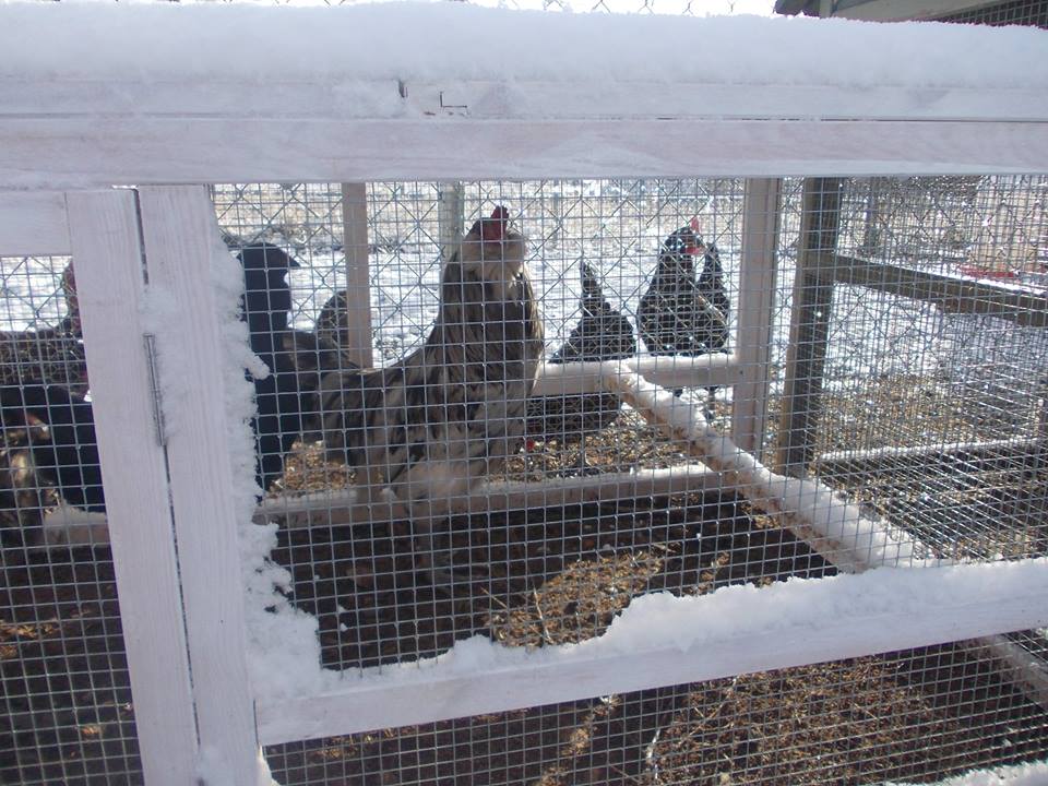 Blizzard(Americauna) staring at me with some curious girls in the run behind him