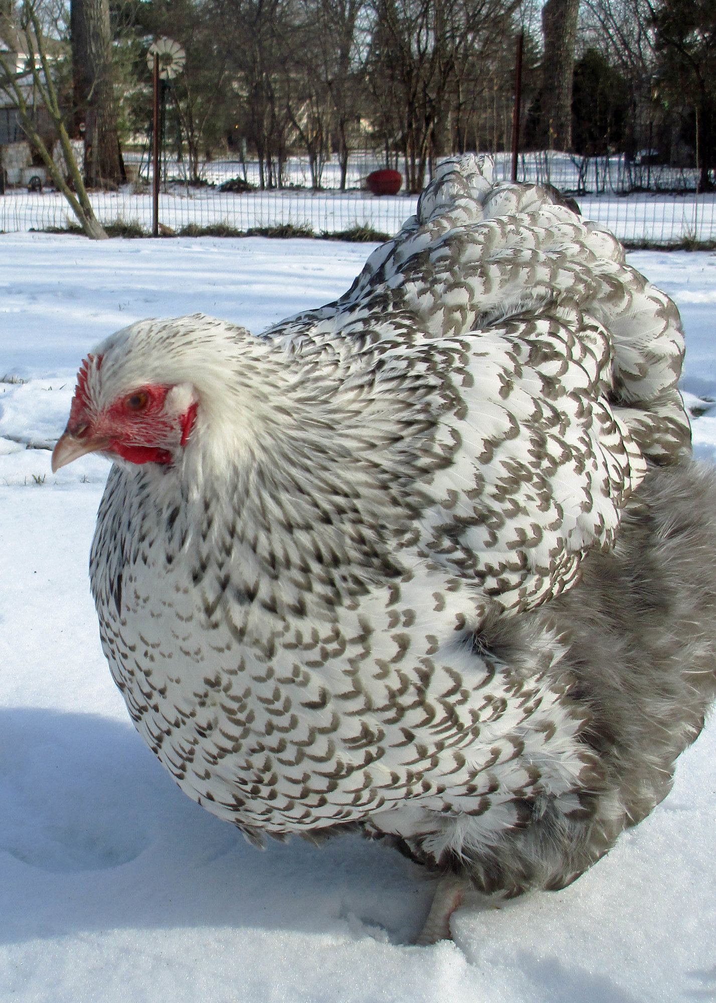 Blizzard In Snow2