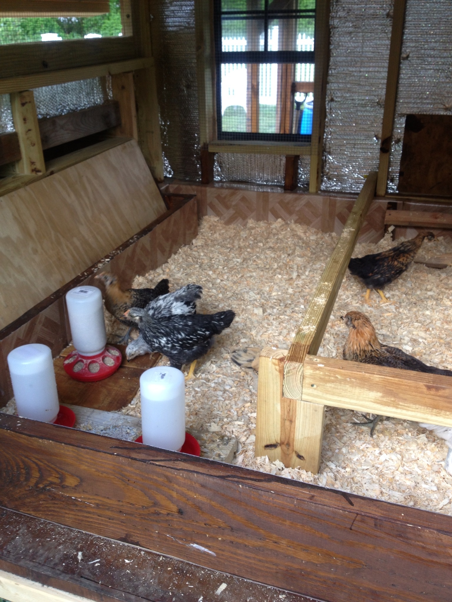 Blocked the egg boxes thill they know where to sleep
