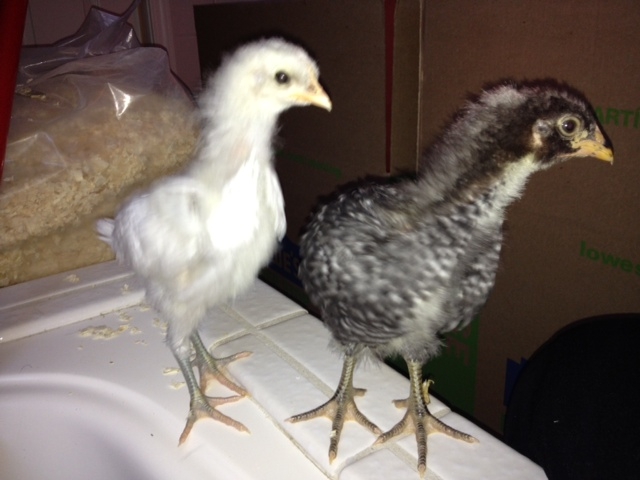 Blondie and Chile Pepper are the heavy weights of the family (Week 3.5 old)