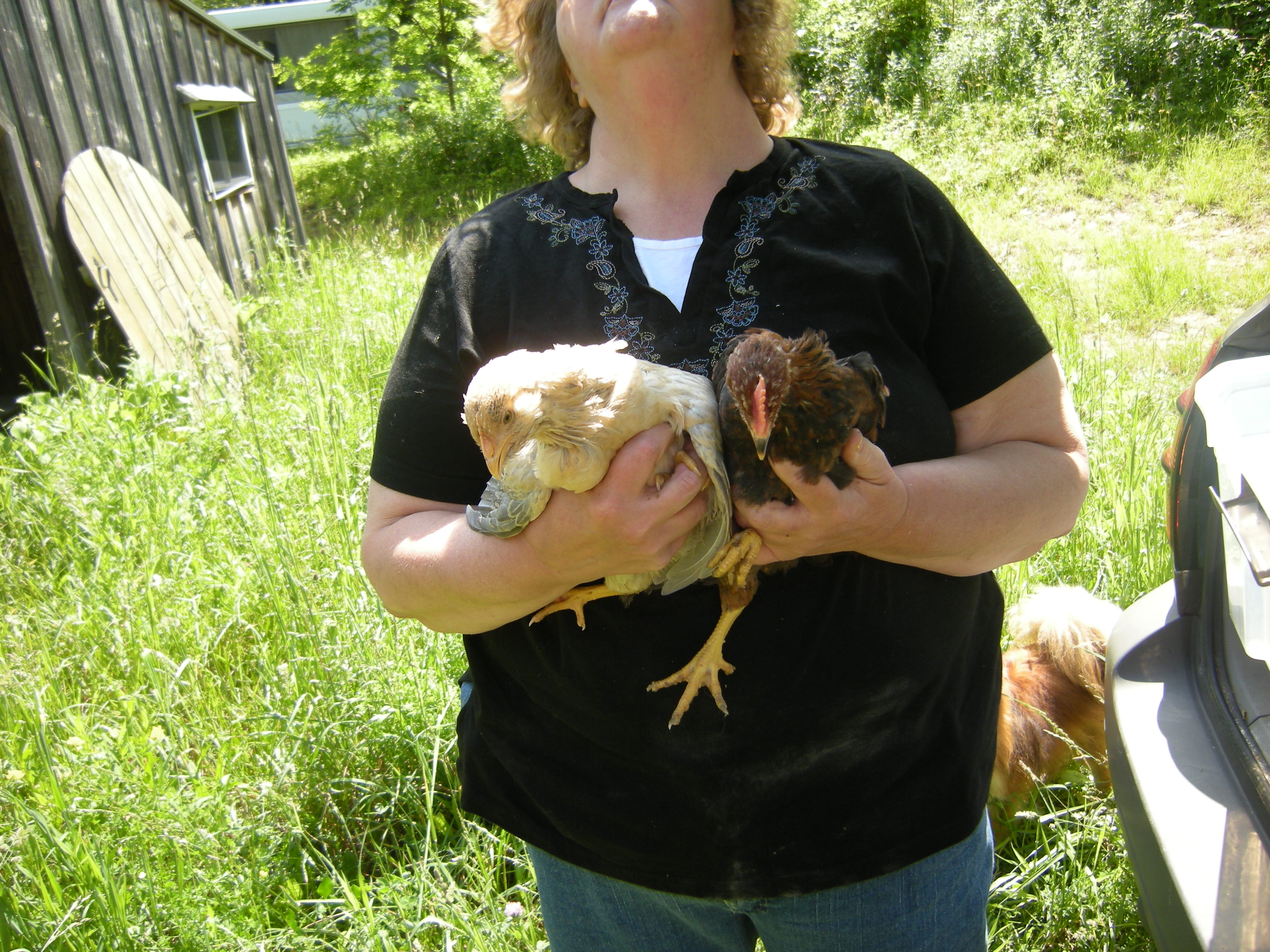 Blondie and Welsummer rooster; 6 weeks