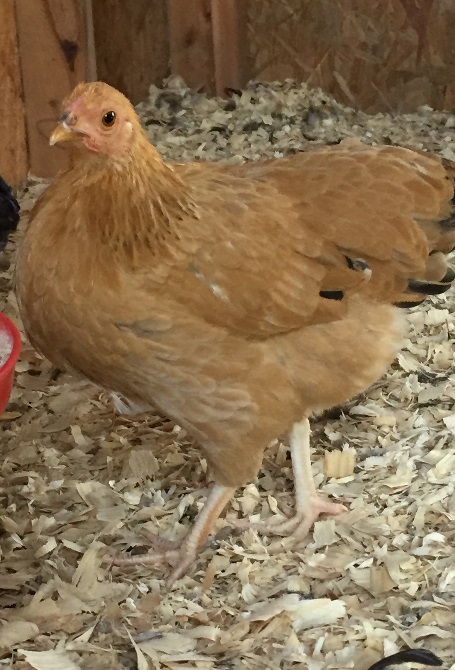 Blondie- Buff Orpington bantam pullet at 15 weeks