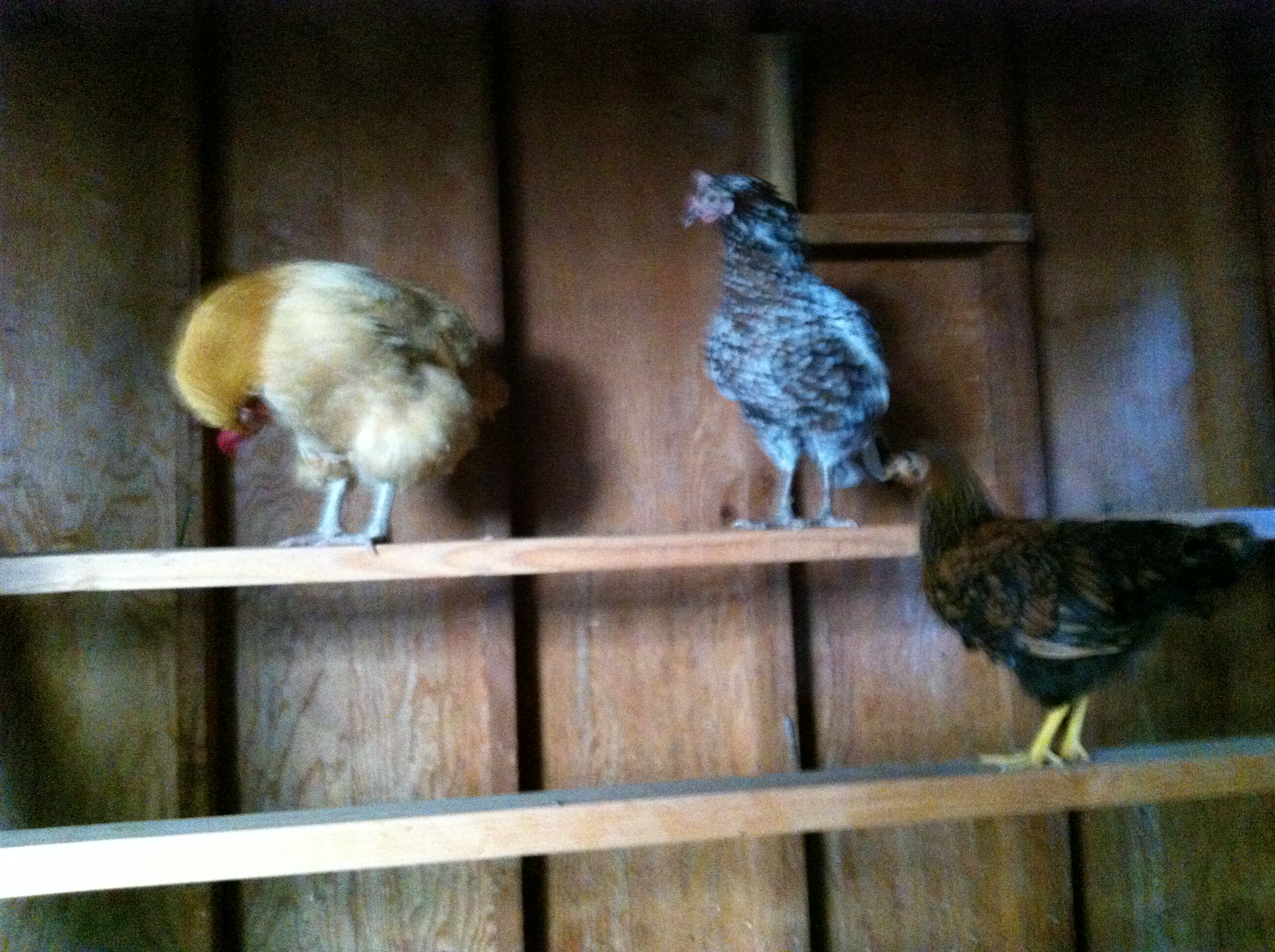 Blondie my 3 year old Buff, Tac and Dottie, first time up on the roost!