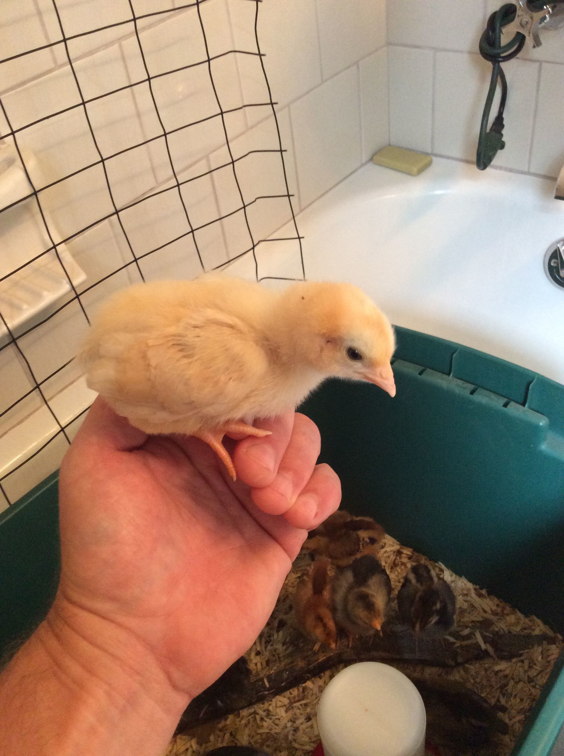 Blondie my Buff Orp. We bonded immediately she jumps on me or my hand every chance she gets.