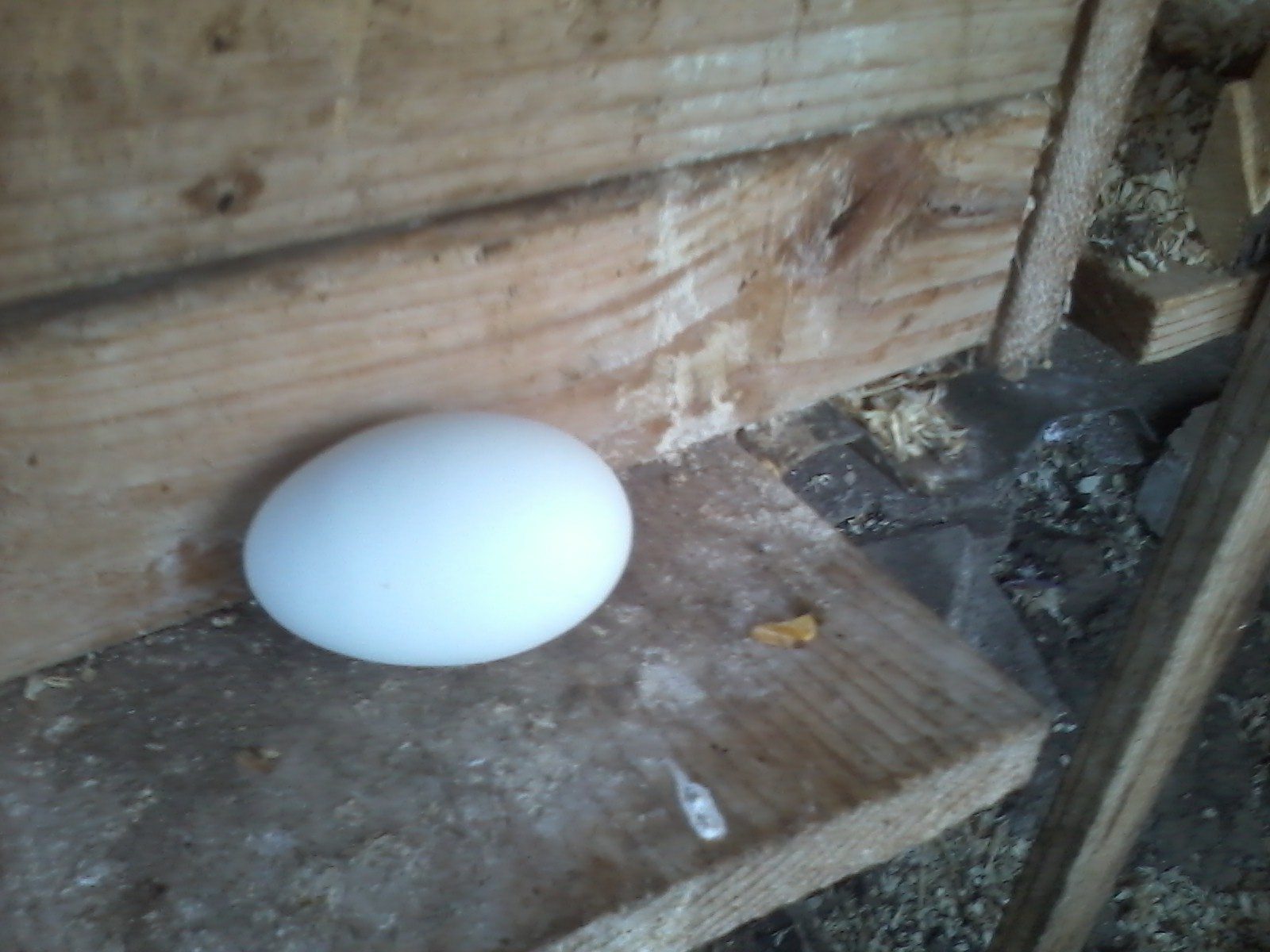 Blondie or ZhaZha lays green eggs. So although they have 5 laying boxes they seem to fight over this one box and kick each others' eggs out. Anybody have a cure for that? I can't keep making separate coops for each PMSing hen!
Great looking egg, huh? So now you know what he meant when he said Green Eggs and Ham. The eggshell color, silly!