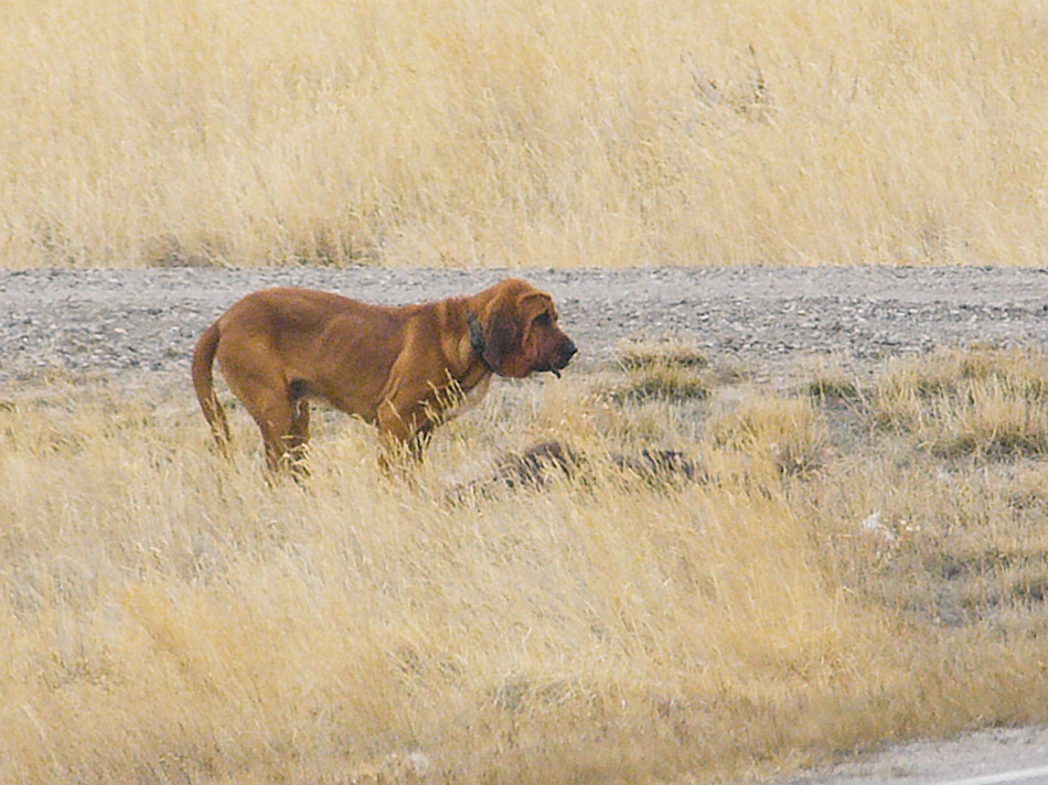 Bloodhound_Z2085226_02-08-2009-001.jpg