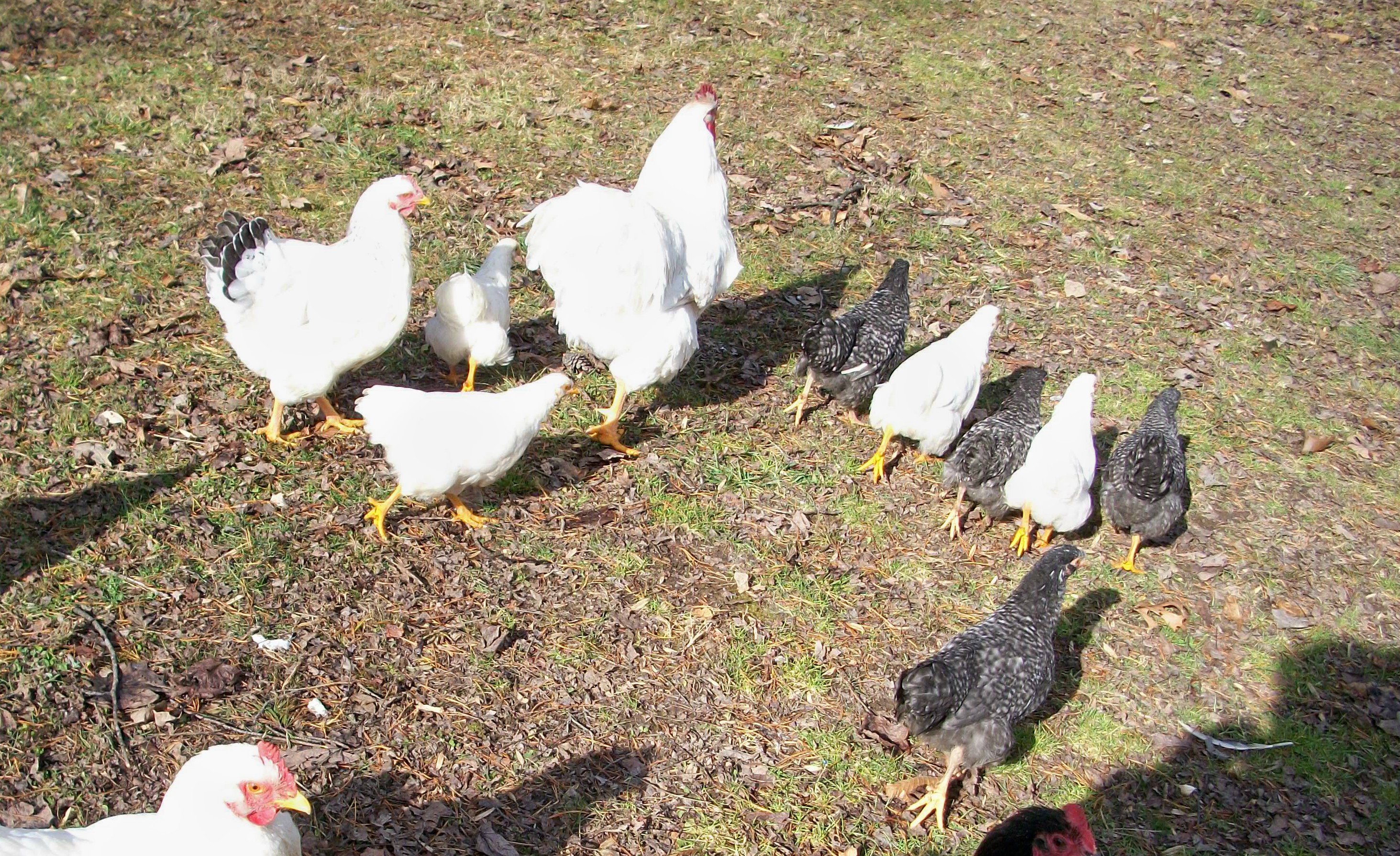 Blosl male with his fall progeny.  Four XW cross WR pullets and three mutt crossings with hatchery BA.  There were originally 12 in this hatch, all females, but a migrating Cooper's Hawk took out 5 of them within just a couple of weeks time.  They are 9 wks old in this pic.
