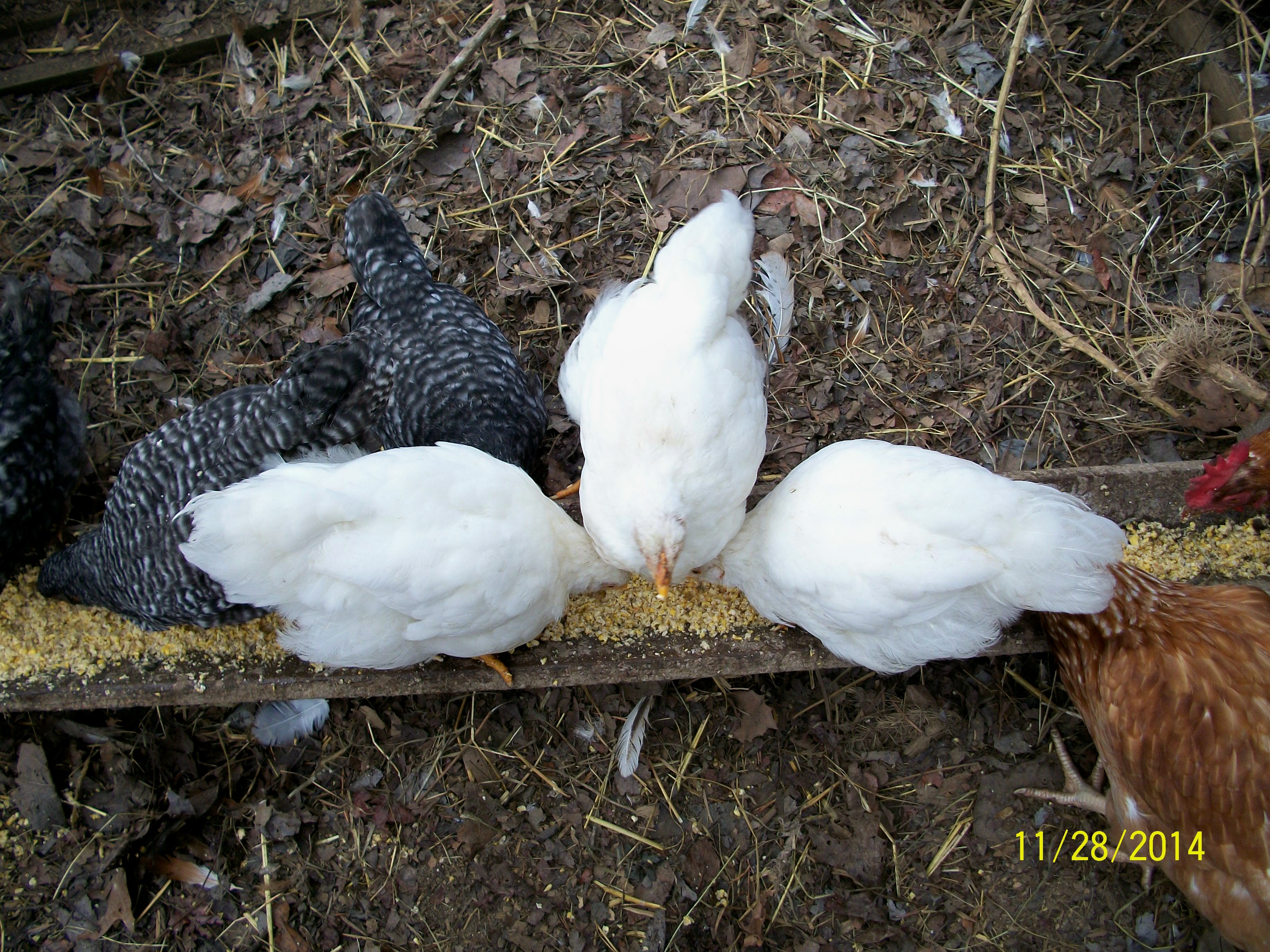 Blosl/XW cross WR pullets, 9 wks old.